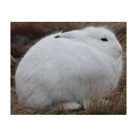 Autocollant lapin de neiges