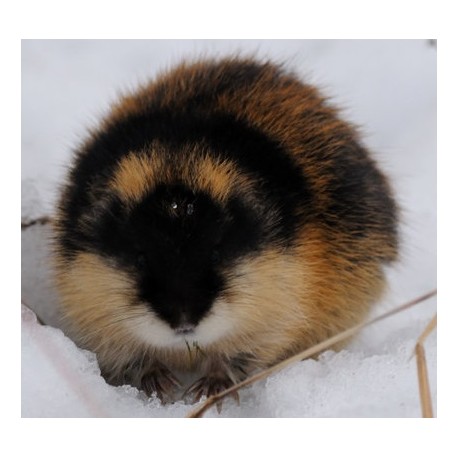 Sticker muraux souris rongeur des neiges