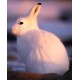 Sticker mural lapin blanc des neiges