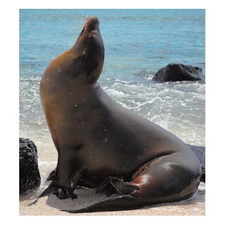 Sticker mural grand phoque