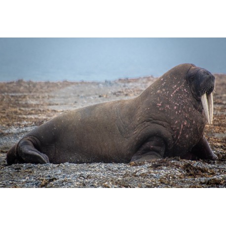 Sticker grand phoque dents