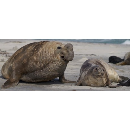 Sticker lions de mer