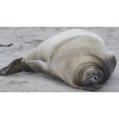 Autocollant gros phoque dort