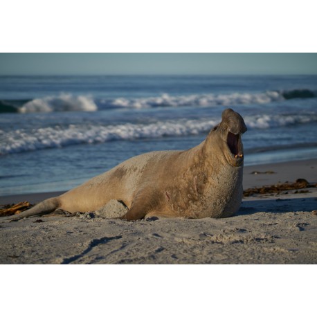 Sticker gros phoque se deplace