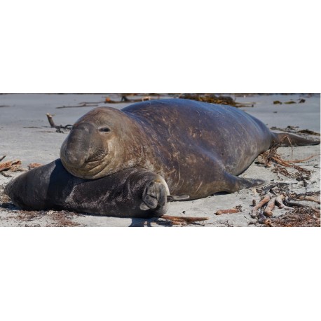 Sticker maman phoque avec bebe