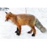 Autocollant renard des neige