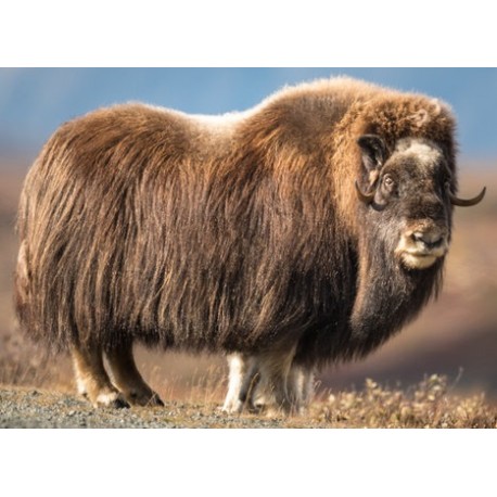 Sticker boeuf musque