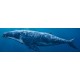 Sticker baleine des mers
