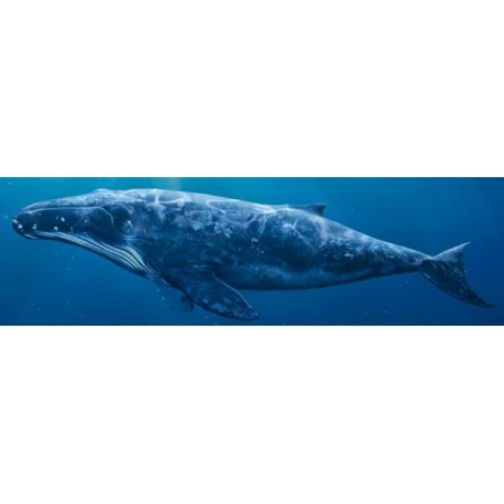 Sticker baleine des mers