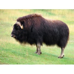 Sticker boeuf a poil