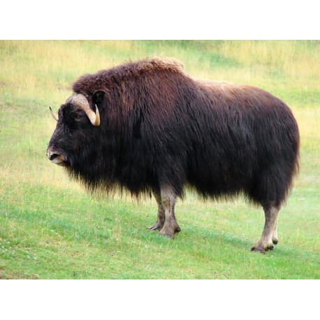 Sticker boeuf a poil