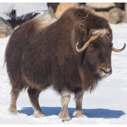 Sticker mural boeuf bizon