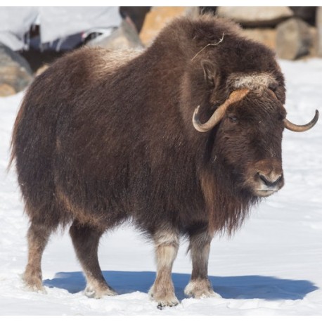 Sticker mural boeuf bizon