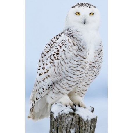 Sticker hibou sur piquet