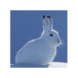 Sticker lapin tout blanc pas cher