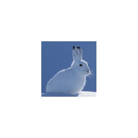 Sticker lapin tout blanc pas cher