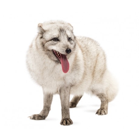 Sticker loup des neiges blanc