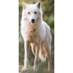 Sticker loup blanc pose