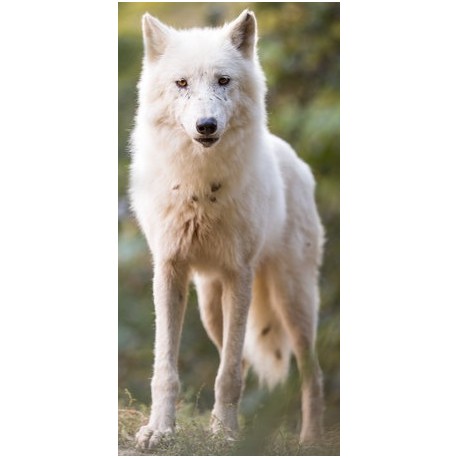 Sticker loup blanc pose