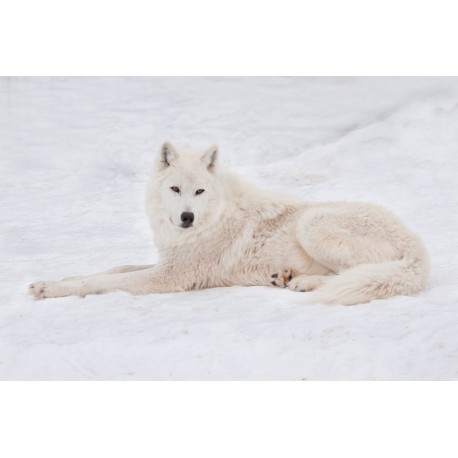 Sticker loup blanc assis