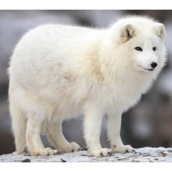 Sticker loup blanc debout