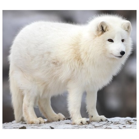 Sticker loup blanc debout