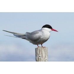 Sticker sterne sur bois