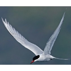 Sticker mural sterne grand deco