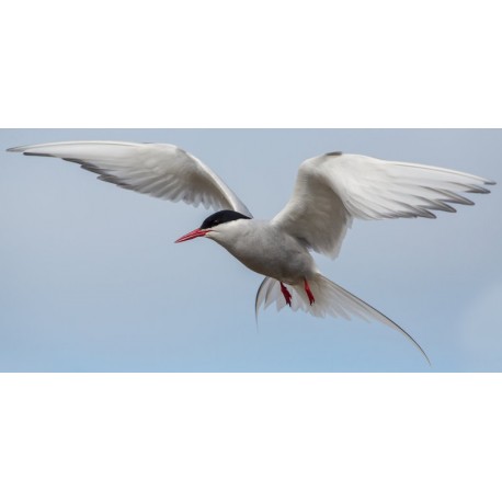 Autocollant sterne atterit