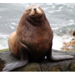 Sticker jolie phoque