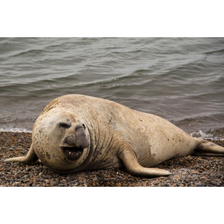 Autocollant elephant de mer