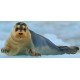 Sticker petit phoque