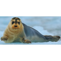 Sticker petit phoque