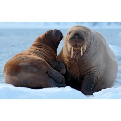 Sticker morse en famille