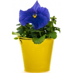 Sticker pot jaune de fleur bleu