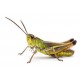Sticker sauterelle verte