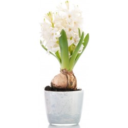 Sticker jacinthe en pot