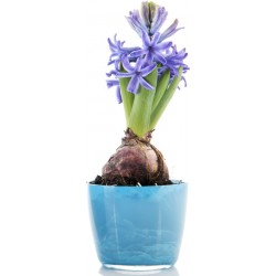 Sticker jacinthe en pot bleu