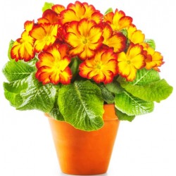 Sticker fleur jaune rouge