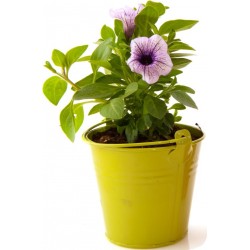 Sticker fleur blanc et violet