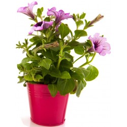 Sticker fleur blanc et violet pot