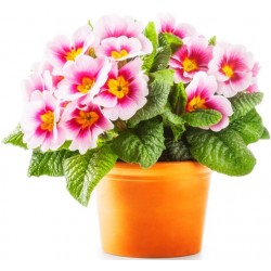 Sticker fleur rose avec pot