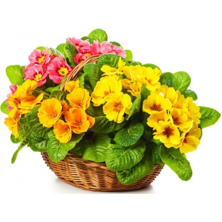 Sticker pot de fleurs dans corbeille