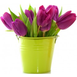 Sticker pot tulipes violet