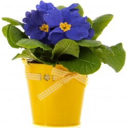 Sticker pot fleurs bleu