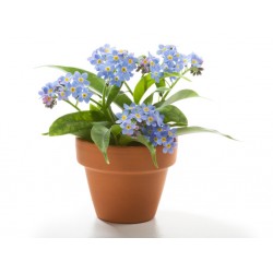 Sticker petites fleurs bleu