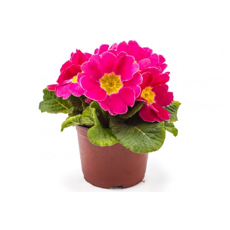 Sticker petites fleurs rose