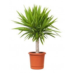 Sticker palmier en pot