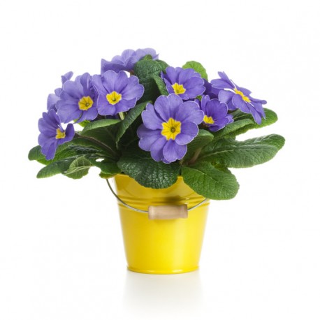 Sticker fleur violet en pot