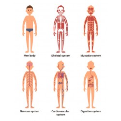 adhesif corps humain